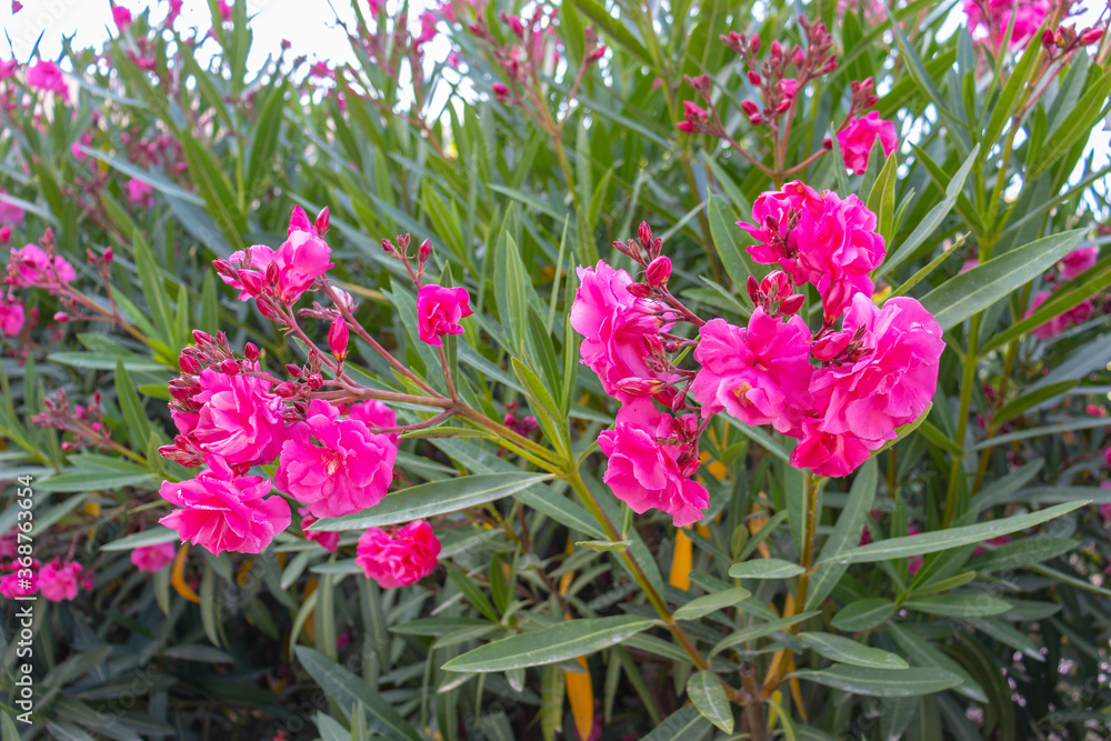 Nerium oleander known as nerium or oleander a shrub or small tree in the dogbane family Apocynaceae