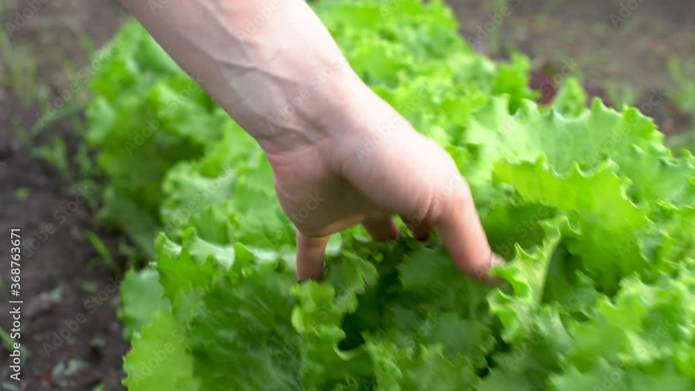 Farmer is carefully running his hand over the green lettuce leaves in the garden. Concept of growing healthy and environmentally friendly vegetables Farmer is carefully running his hand over the green lettuce leaves in the garden. Concept of growing healthy and environmentally friendly vegetables