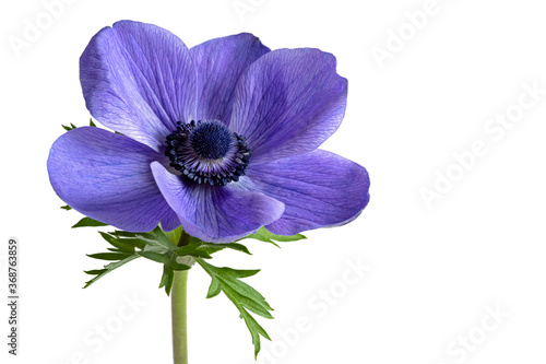 Isolated beautiful blue anemone flower on white background