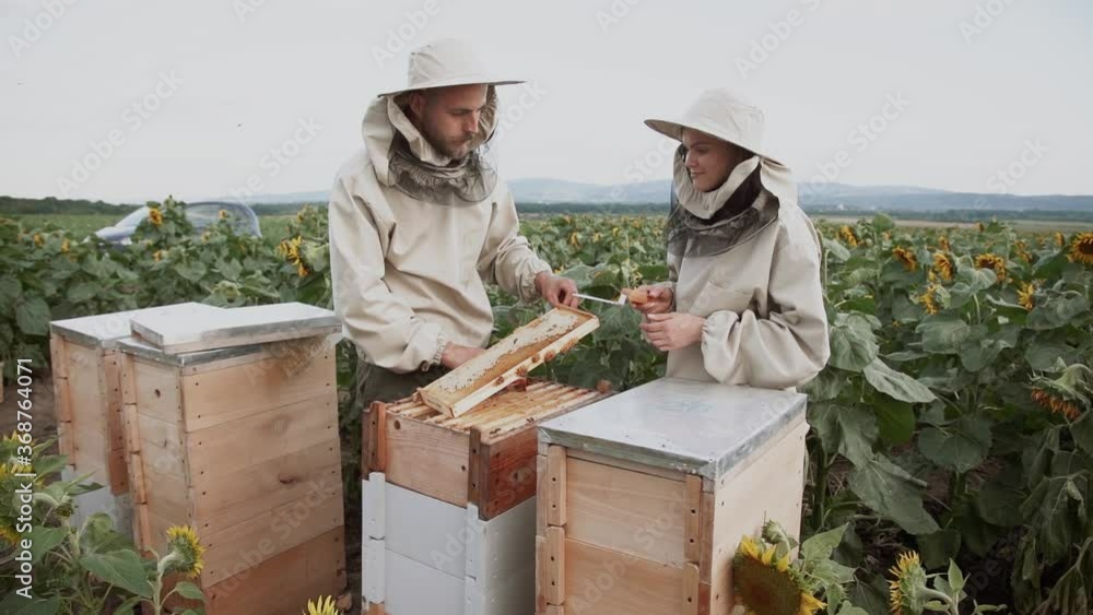 A family of beekeepers is engaged in the honey industry in a field with sunflowers.Healthy Organic Food in Apiary or Farm A family of beekeepers is engaged in the honey industry in a field with sunflowers.Healthy Organic Food in Apiary or Farm