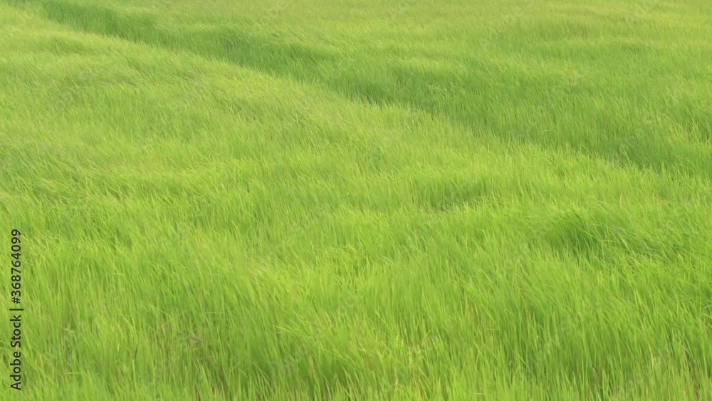 Green Meadow in the wind breeze rural scene day time Green Meadow in the wind breeze rural scene day time
