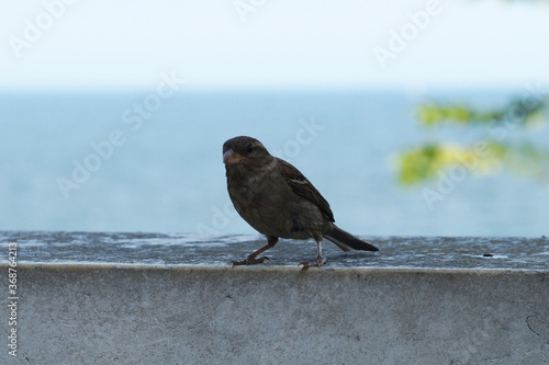 sparrow on a stone parapet against the background of the sea