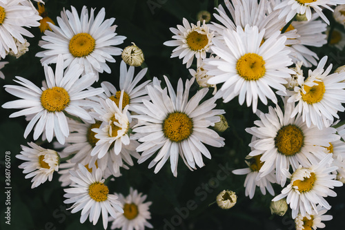 Field of daisies close-up  top view