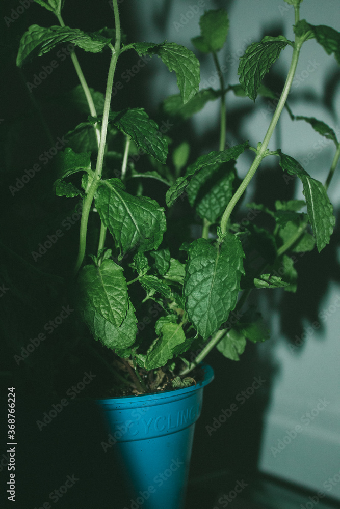Fototapeta premium Plant de menthe dans un pot