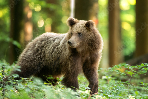 Brown bear looking for food. Bear alone in the forest. European wild nature.