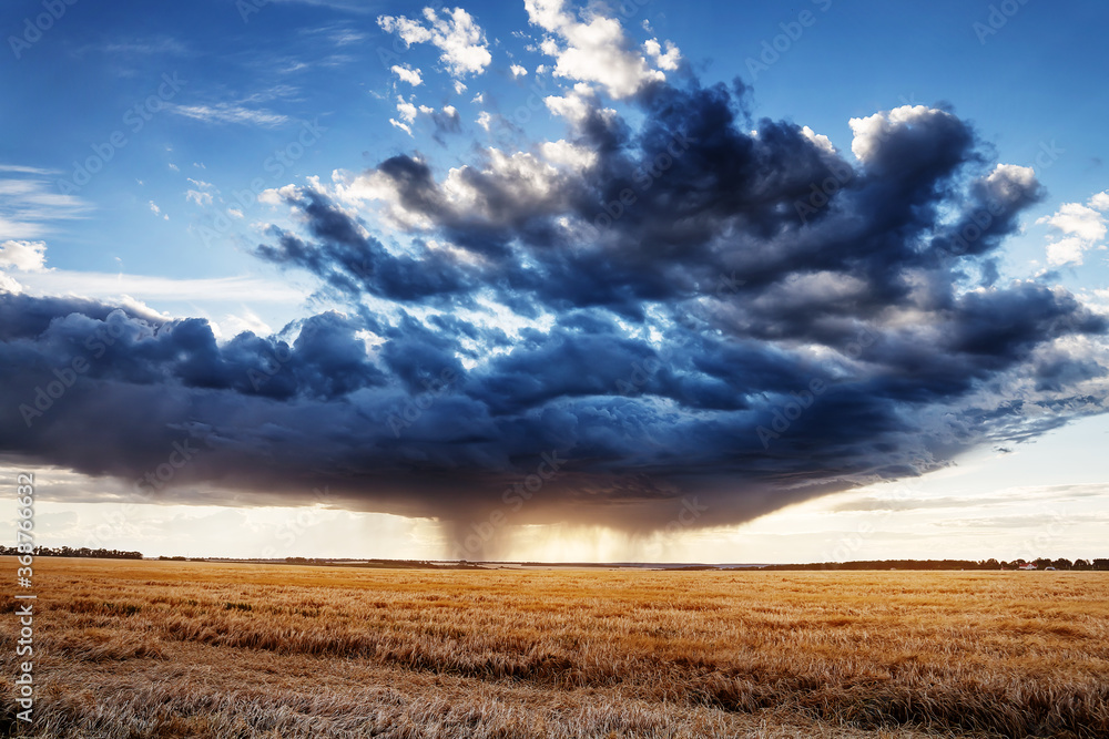 Raining clouds over a wheat field