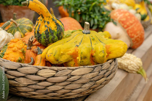 Autumn harvest in a farm market. Decorative pumpkins in a basket.