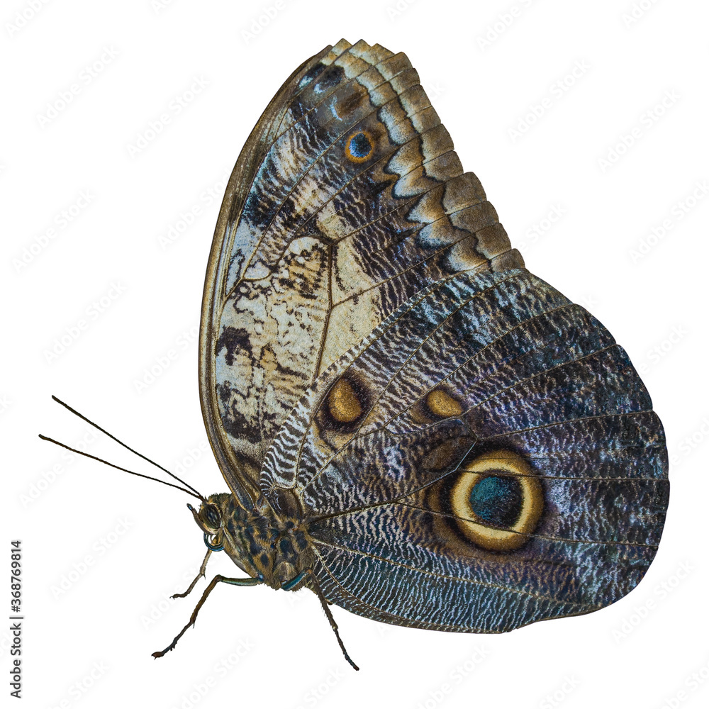 Fototapeta premium Close-up of a large blue and cream tropical Owl Butterfly (Caligo Memnon) with the characteristic eye spot on its lower wing. Isolated on white.