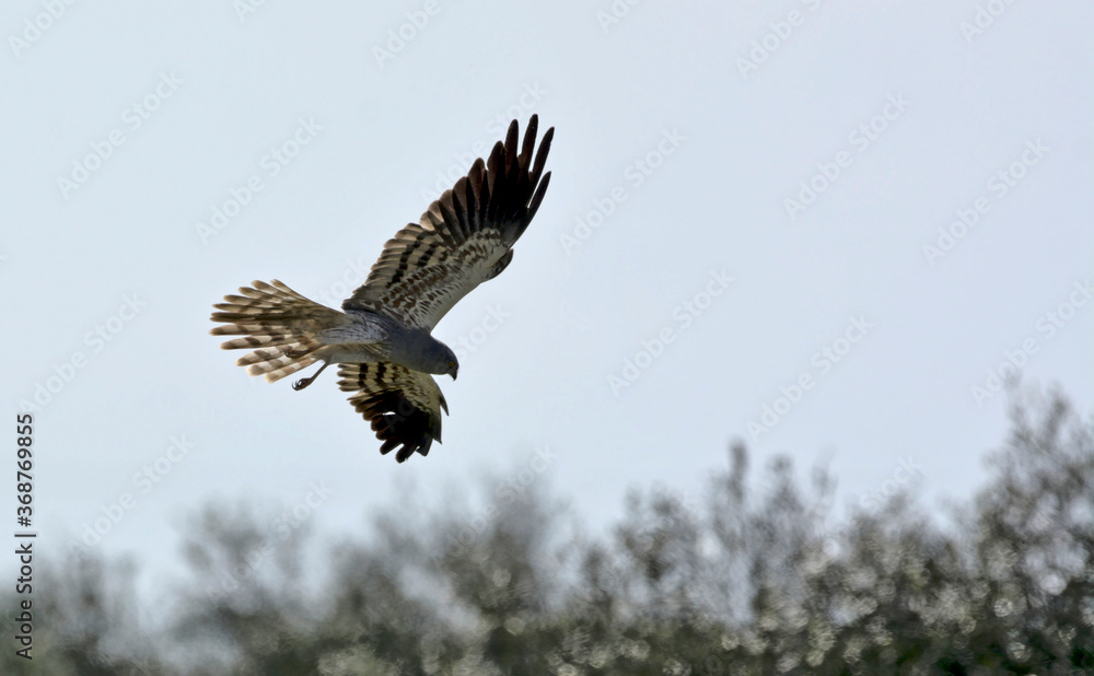Fototapeta premium Montagu's Harrier (Circus pygargus). Greece