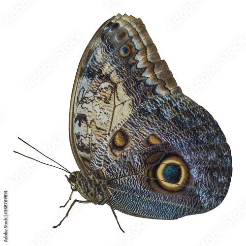Close-up of a large blue and cream tropical Owl Butterfly (Caligo Memnon) with the characteristic eye spot on its lower wing. Isolated on white.