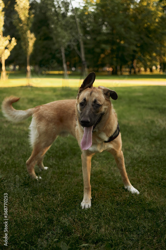 A young trained dog staying on a field in a park