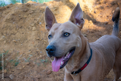 Fototapeta Naklejka Na Ścianę i Meble -  cute brown dog looking alert