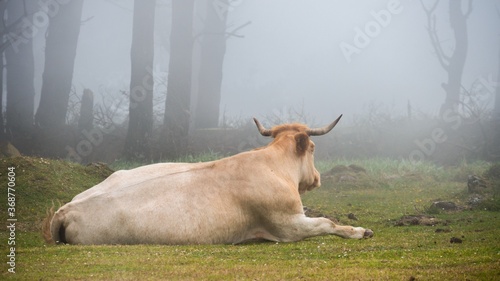 cow in the mist