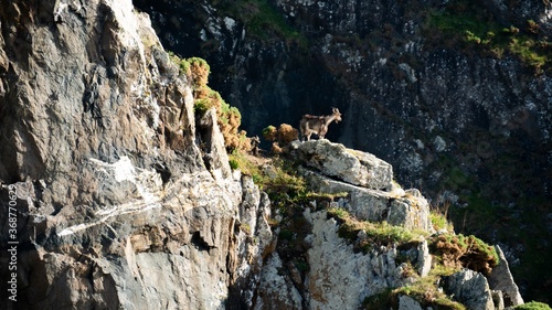 goats on the mountain