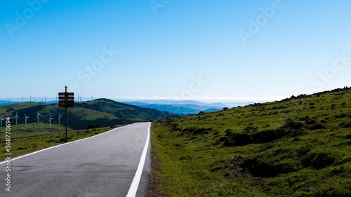 wild horses on the road