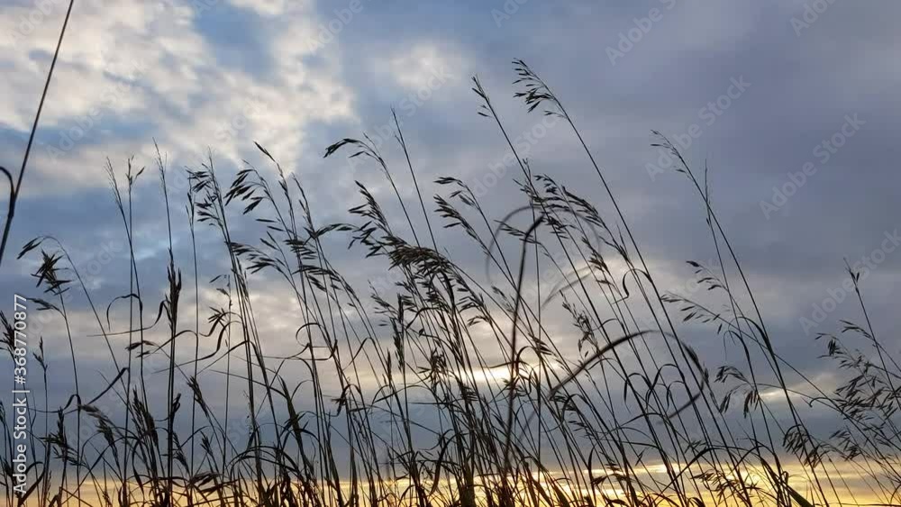 Grasses swaying in the wind against the backdrop of the sunset sky Grasses swaying in the wind against the backdrop of the sunset sky