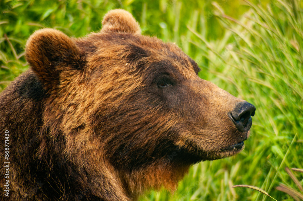 Brown Bear Watching in the Grass
