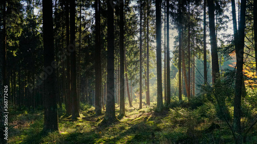 Fototapeta Naklejka Na Ścianę i Meble -  Sonnenlicht kommt durch die Bäume