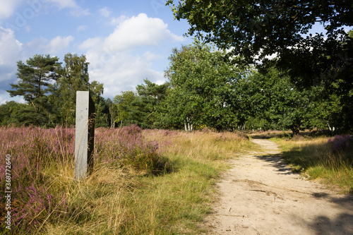 Fotografie, Obraz Heath landscape with hiking trail without people at daytime (Kessel, Belgium)