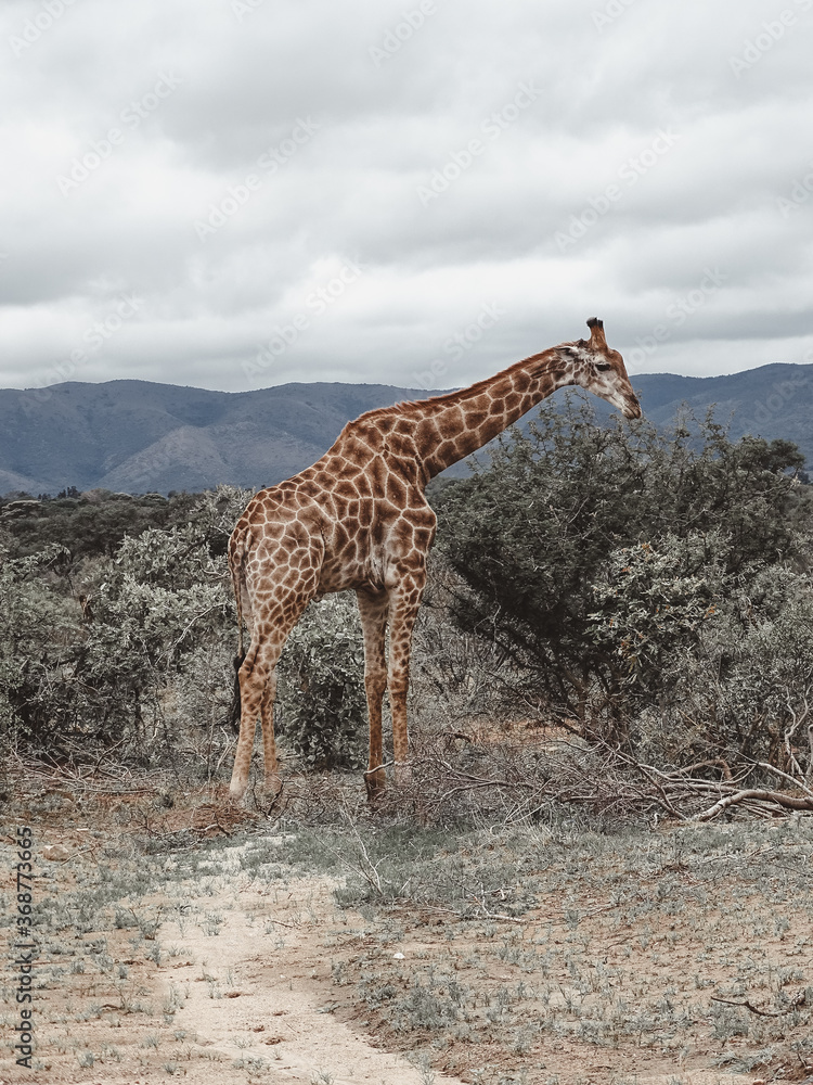 Obraz premium wild Animals - Safari - Big five - Afrika