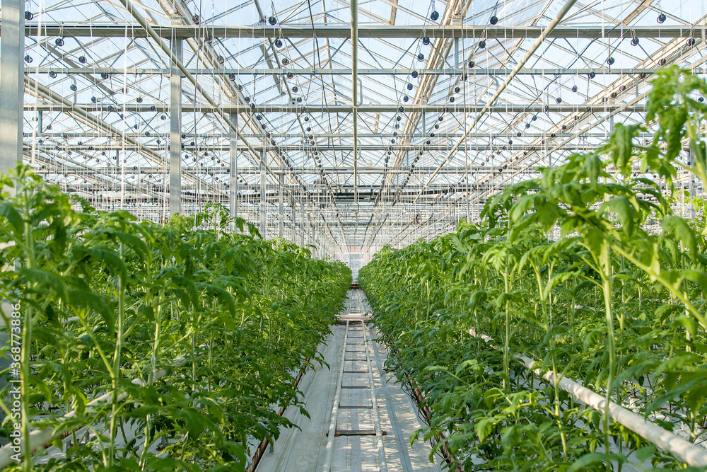 Fototapeta premium Big industrial greenhouse for growing tomatoes 