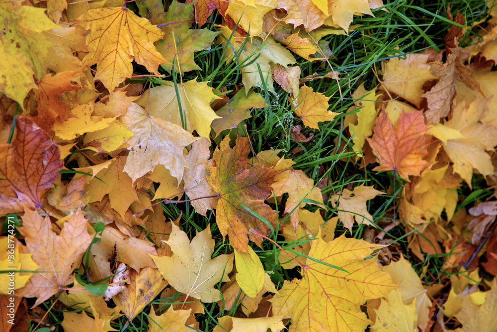 Golden autumn. Multicolored maple leaves lie on the ground