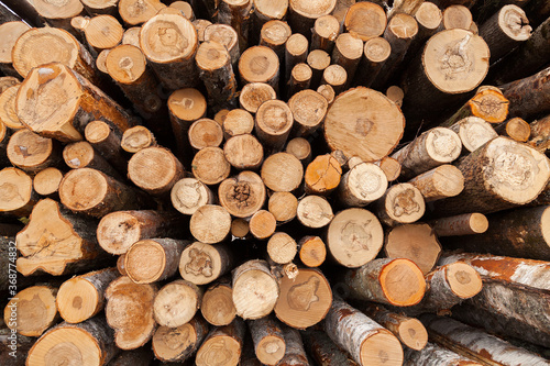 Pile of logs texture background
