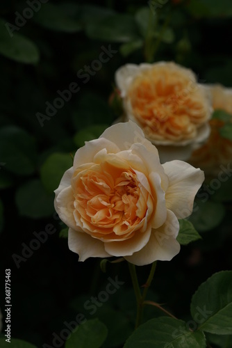 Light Cream Flower of Rose 'The Ingenious Mr. Fairchild' in Full Bloom 