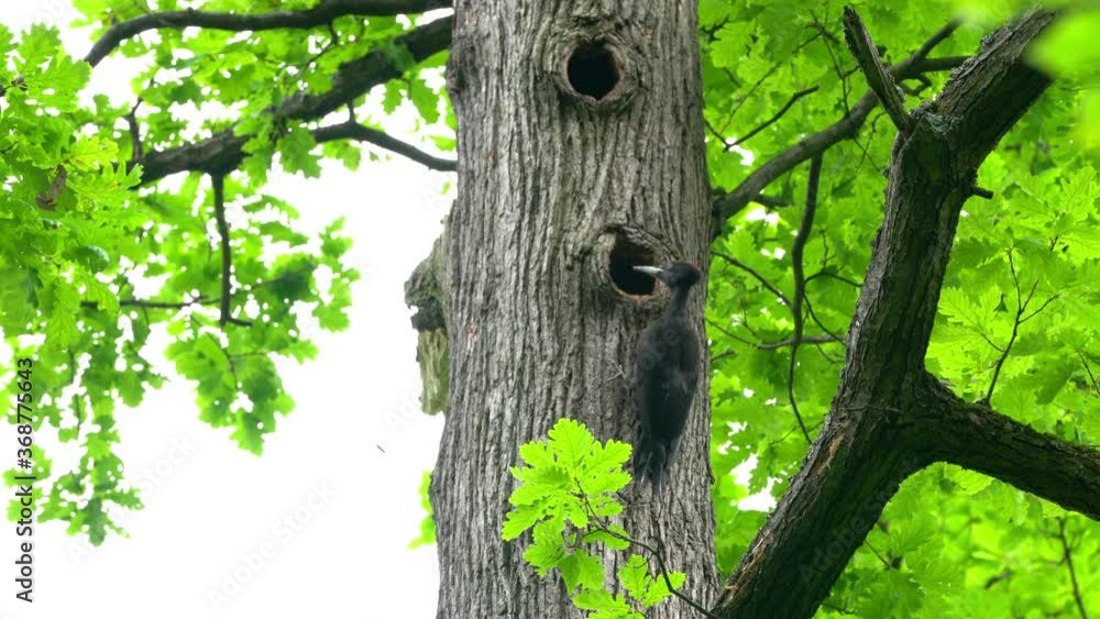 Black Woodpecker on tree near nest in forest, female (Dryocopus martius) - (4K) Black Woodpecker on tree near nest in forest, female (Dryocopus martius) - (4K)