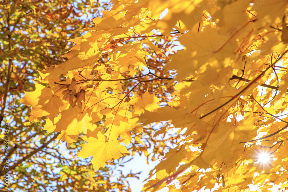 Abstract autumn background, tree branch in autumnal forest, bright warm sun light, golden autumn Abstract autumn background, tree branch in autumnal forest, bright warm sun light, golden autumn