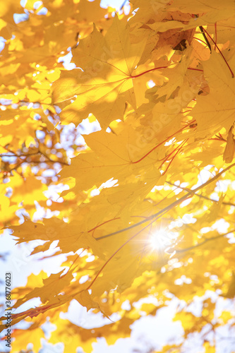 Abstract autumn background  tree branch in autumnal forest  bright warm sun light  golden autumn