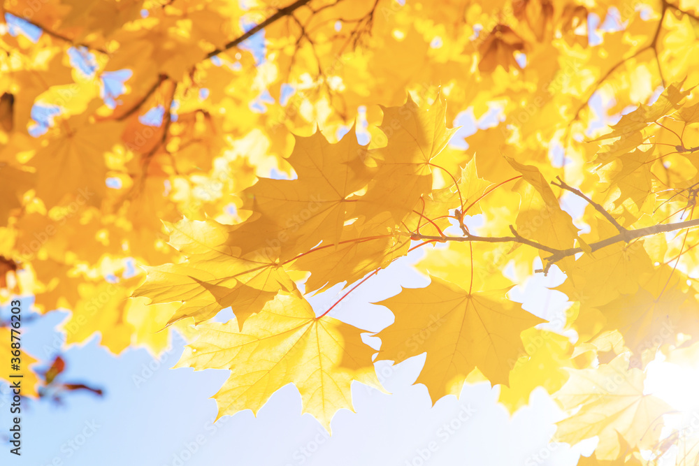 Abstract autumn background, tree branch in autumnal forest, bright warm sun light, golden autumn