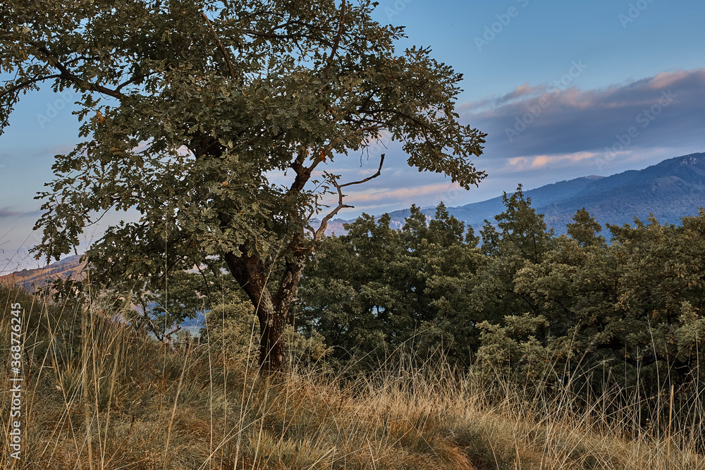 Obraz premium mountain view sky clouds forest