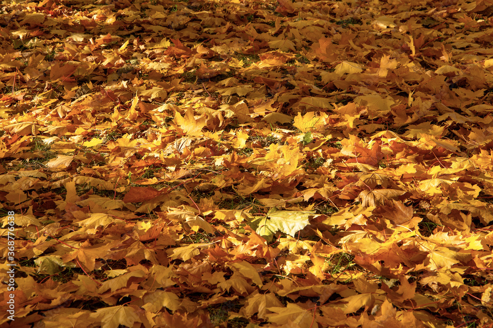 Golden autumn. Multicolored maple leaves lie on the ground Golden autumn. Multicolored maple leaves lie on the ground