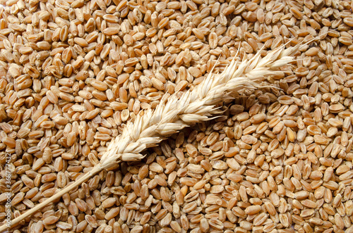 Ear of wheat with grains, background.