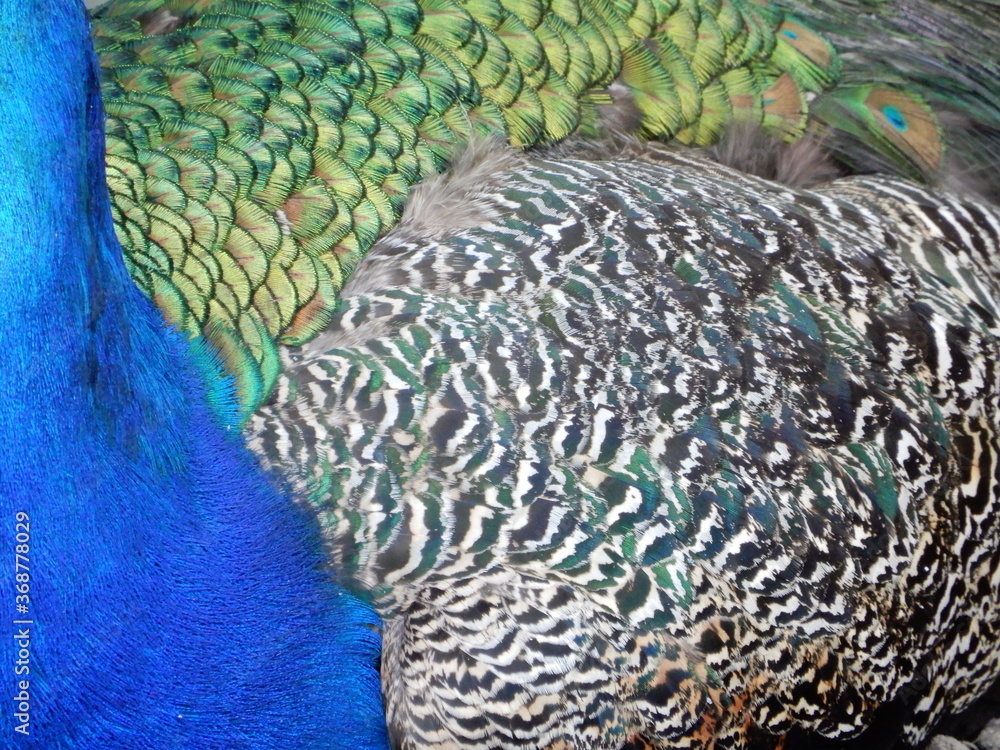 Fototapeta premium peacock tail