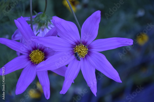Wiesenblume