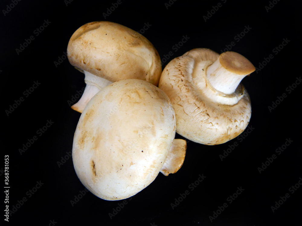 Fototapeta premium white mushroom isolated on black background