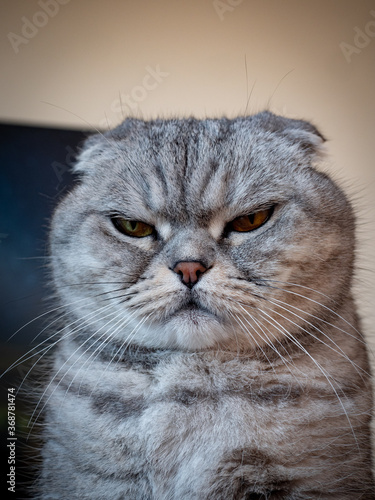 Canvas Print portrait of a cranky cat