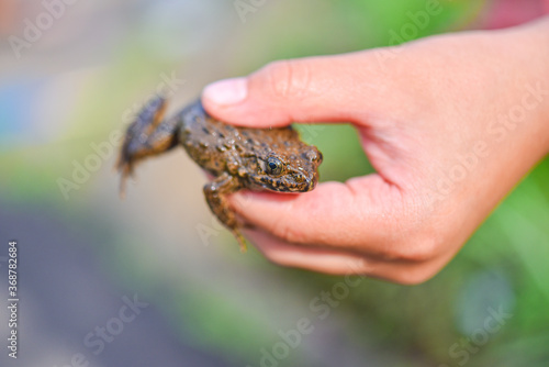 カエルを捕まえた子供の手
