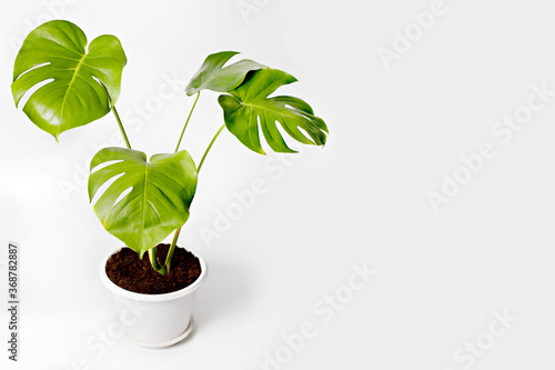 Tropical foliage plant, Monstera deliciosa in white pot. Minimal creative home decor concept,
