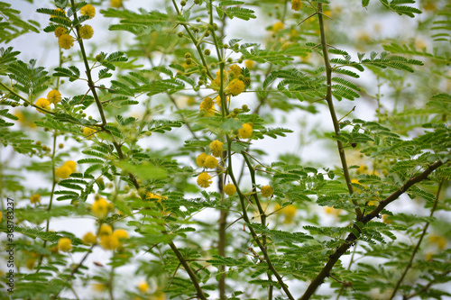 Vachellia nilotica or gum arabic flowers