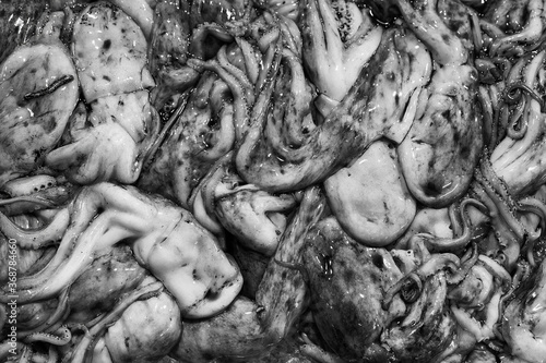 Common or European Squid with ink sold at the fish market as background (Black and White) photo