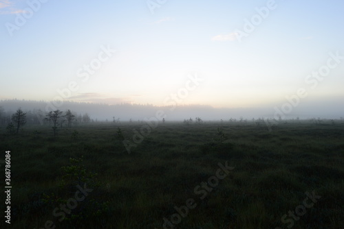 Clear sky in the sunlight of the rising sun over a forest swamp