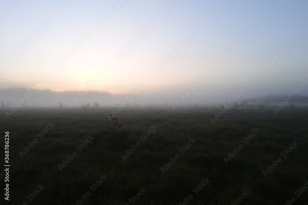 Rising sun rays in a foggy sky behind a forest over a swamp in the morning glistening dew