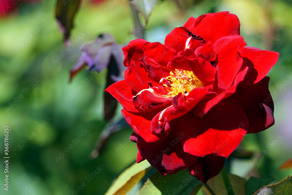 Red rose, flower in garden