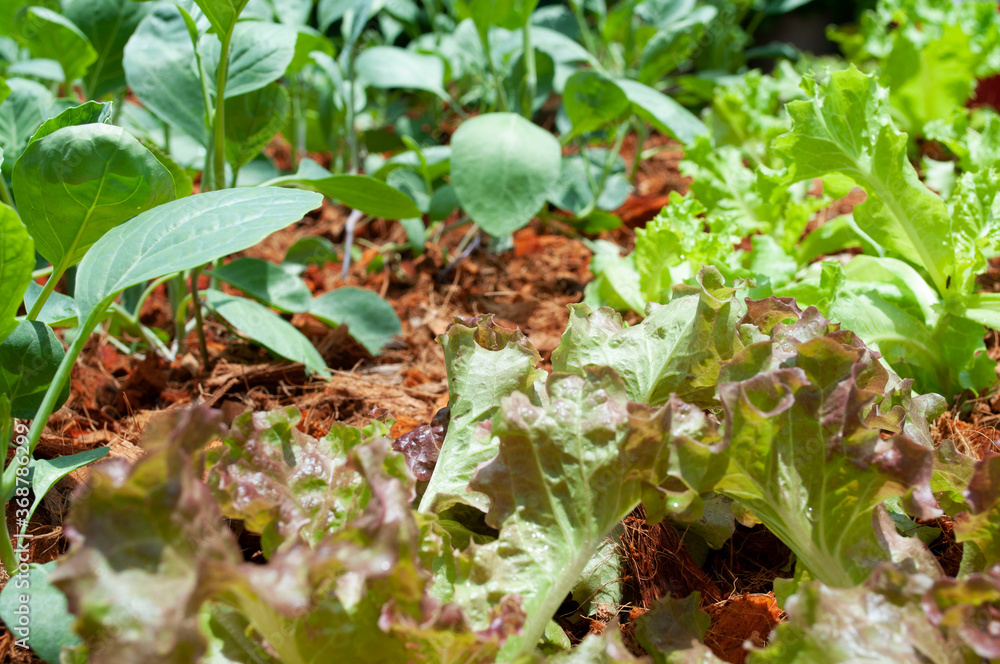 Obraz premium Agricultural field with green leaf lettuce salad on garden bed in vegetable field. Gardening background with green lettuce plants. Organic health food vegan vegetarian diet concept
