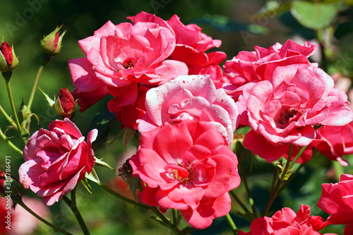 Pink roses, flowers in garden © PX Media