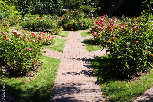 Path in garden  roses flowers