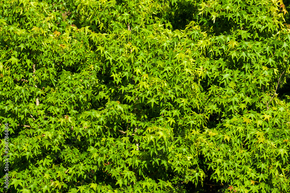 Green maple leaves as background Green maple leaves as background